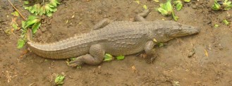 05 Kachikally Crocodile Pool 018