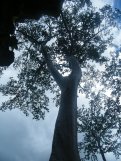 Angkor Tree