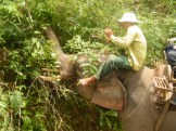 Elephant Trek - Yok Don - Vietnam 2