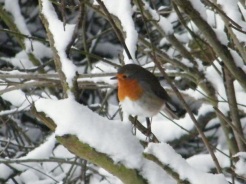 Snow Robin