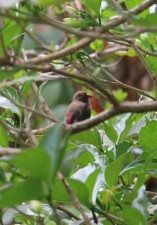 Red Billed Firefinch