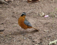 White Browed Robin Chat