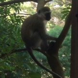 Vervet Monkey in the Tree