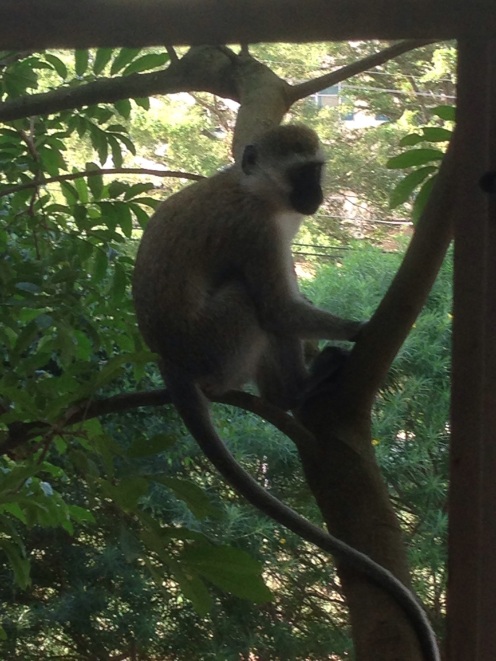 Vervet Monkey in the Tree