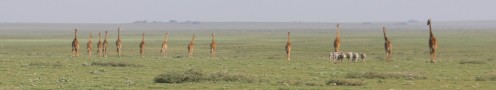 Giraffes on the Plain