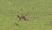 Striped Mongoose