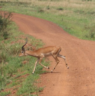 Impala Crossing
