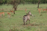 Zebra and Impala