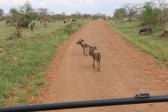 Wildebeest on the road
