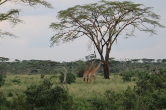 Distant Giraffe