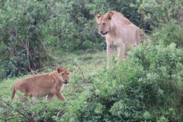 Cub and Lioness