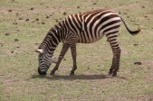 Zebra close