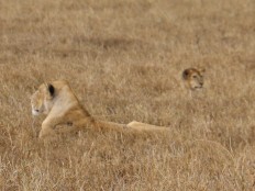 Lions in the long grass
