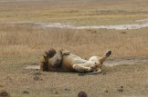 Lion at Rest
