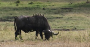 Buffalo with Oxpeckers