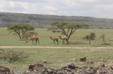Camels in Ngorogoro!