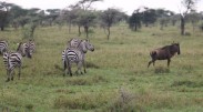 Zebra and Wildebeest