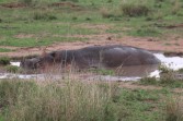 Wallowing Hippo