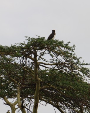 Black Chested Snake Eagle