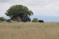 Elephant at Distance