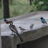 Hornbill, Strarlings and Sparrows