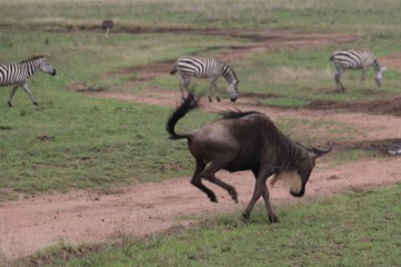 Galloping Wildebeest & Zebra