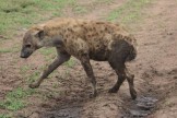 Muddy Hyena