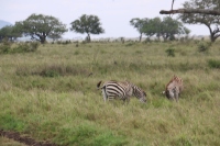 Zebras in the long grass