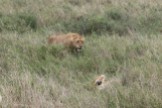 Lions in the Long Grass
