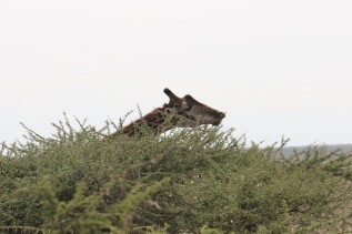 Giraffe above Acacia