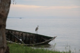 Heron at Lake Victoria