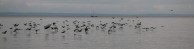 Cormorants on the lake