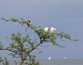 Egrets and Cormorant