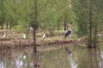 Maribu Stork and Egrets