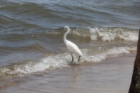 Egret in the Waves