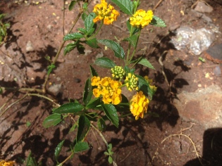 Yellow Verbena