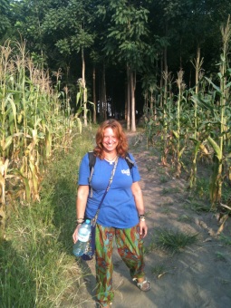 maize fields