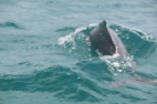 Zanzibar-Dolphin