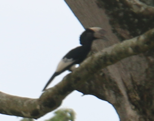 Black and White Casqued Hornbill
