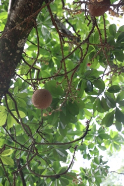 Canonn ball Tree