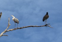 Grey Heron and Open Billed Stork