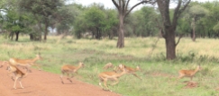 Day 1 Serengeti (279)-17