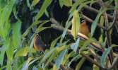 A pair of White Browed Robin Chats