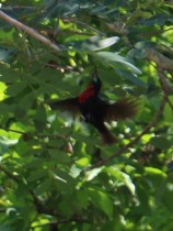 Scarlet-chested Sunbird feeding