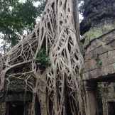 Angkor Roots