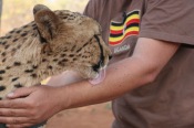 Cheetah - Lick