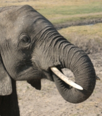 Elephant Close UP