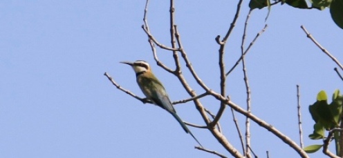 White Throated Bee-eater
