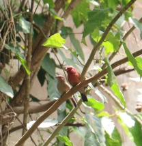 Redbilled Firefinch